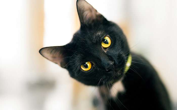 Черный кот смотрит на тебя сверху и с любопытством, фото кошки фотография