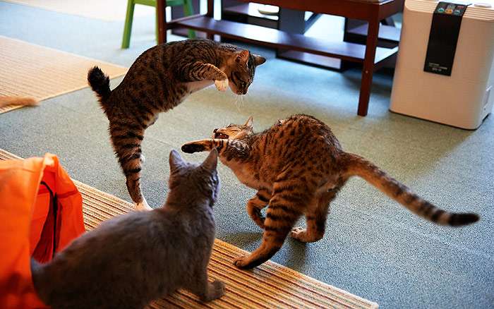 Три кошки играют друг с другом, фото фотография