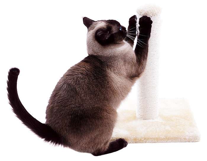 Сиамский кот ставит метки на когтеточке, кот точит когти, фото кошки фотография
