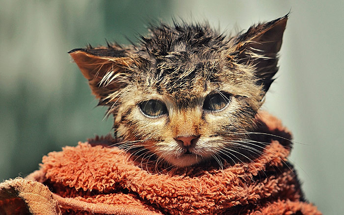Мокрый котенок, кот после мытья, фото кошки фотография