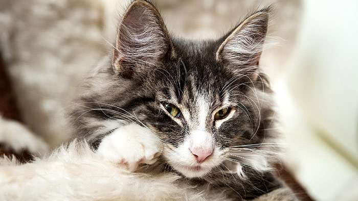 Кошка с полуприкрытыми глазами, фото поведение кошки фотография