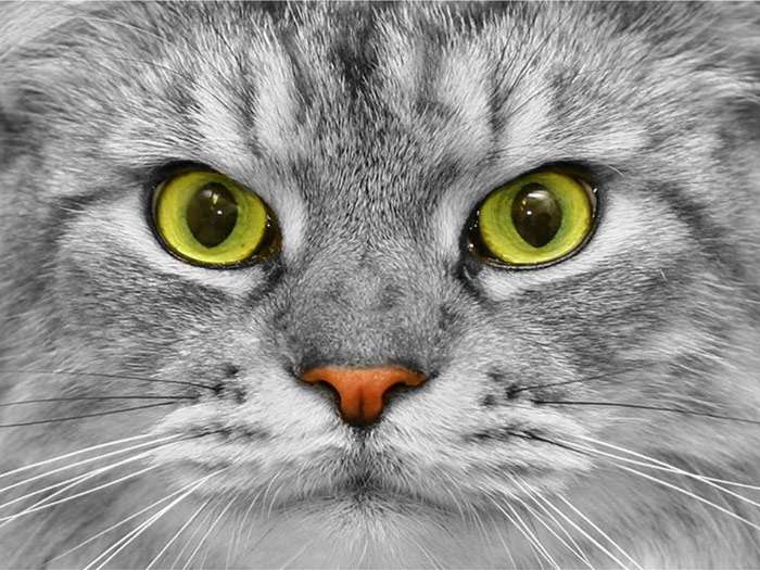 Морда серого кота с зелеными глазами крупным планом, фото фотография