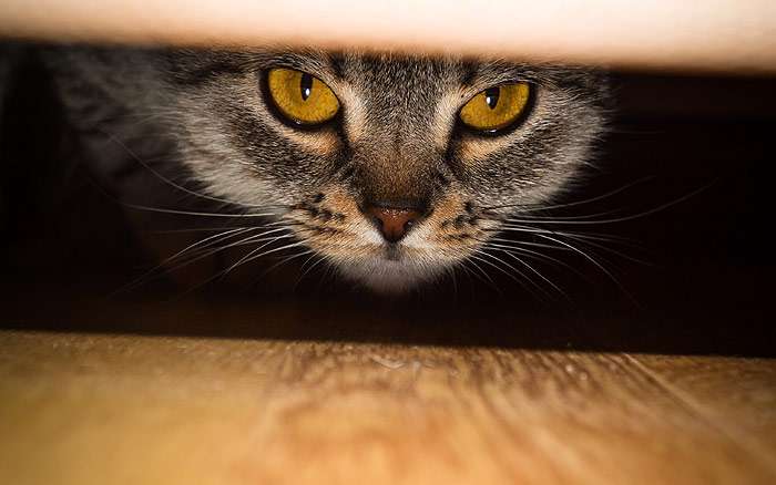 Кот под кроватью готовится к нападению, фото фотография