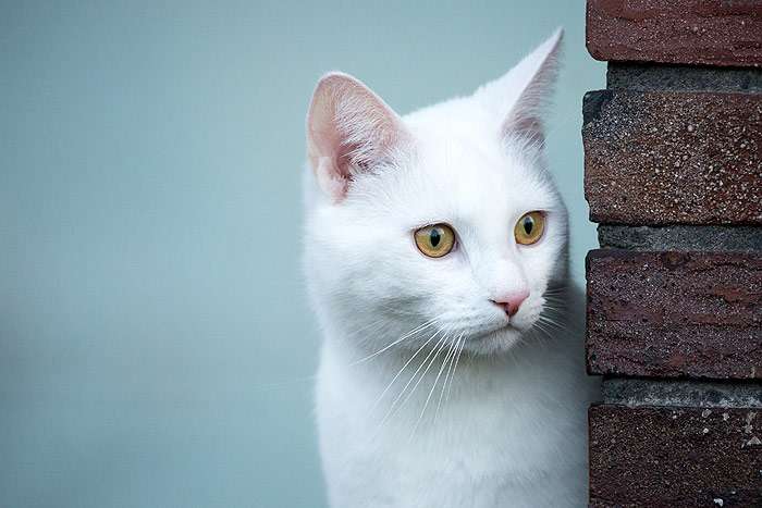 Белая короткошерстная кошка с желтыми глазами выглядывает из-за угла, фото психология кошки фотография