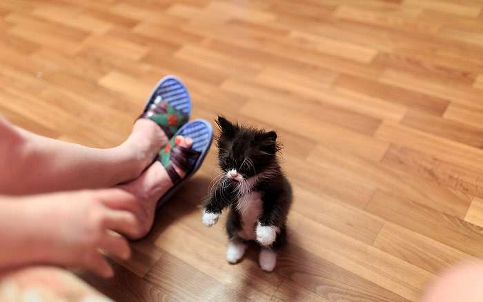 Черно-белый котенок опасается растопыренной человеческой руки, фото психология кошки фотография