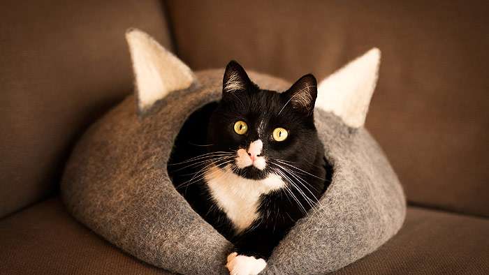 Черно-белый кот выглядывает из своего домика, фото поведение кошки фотография