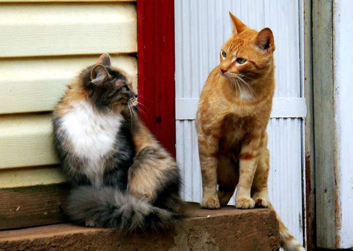 Два кота смотрят друг на друга, фото фотография поведение кошки