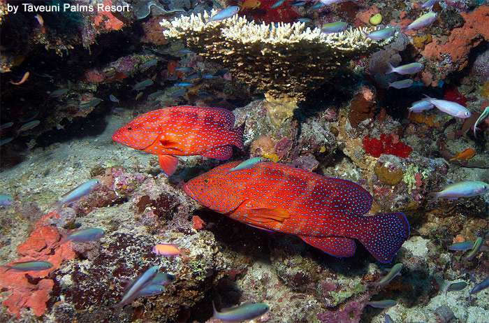 Коралловая форель (Plectropomus leopardus), фото фотография новости рыбы