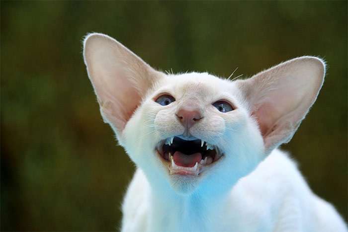 Мяукающая сиамская кошка, фото фотография