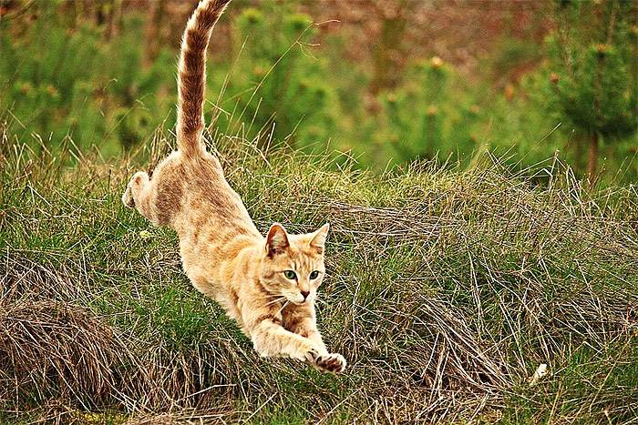 Рыжий котенок прыжок прыгает, фото фотография кошки