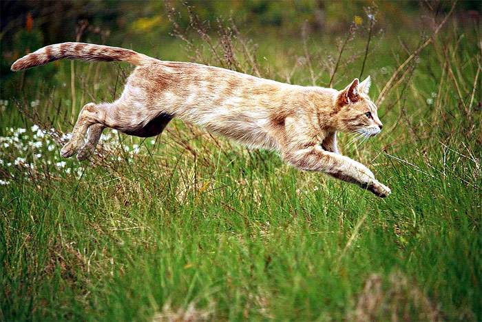 Котенок-подросток куда-то бежит по зеленой траве, фото фотография кошки