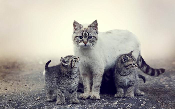 Кошка со своими котятами, фото фотография