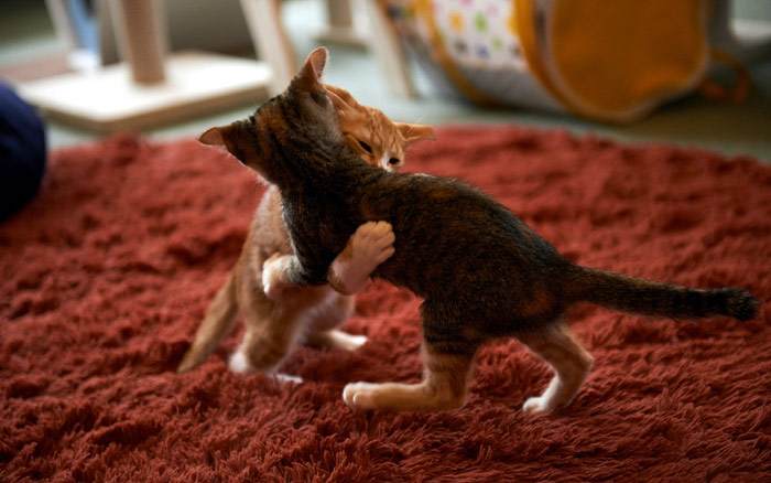 Два котенка играют друг с другом, фото фотография