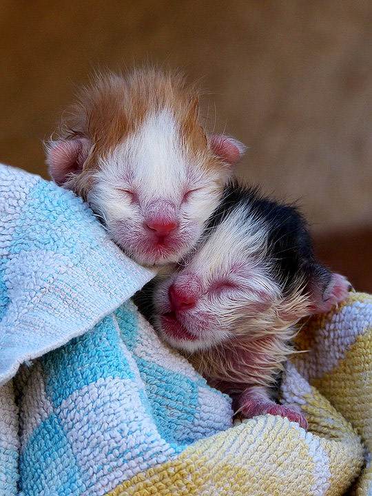 Два новорожденных котенка, фото фотография кошки