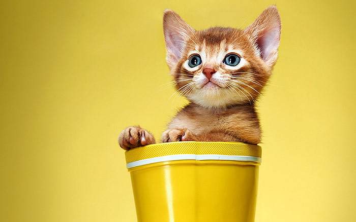 Котенок абиссинской кошки, фото фотография