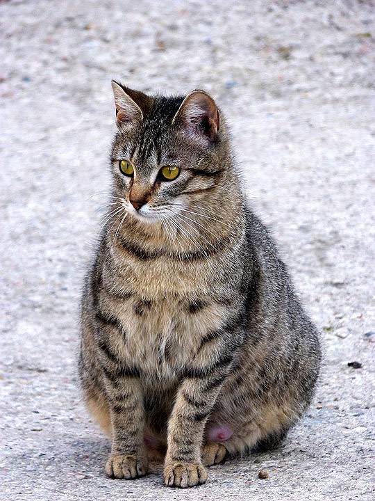 Беременная кошка, фото фотография
