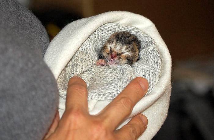 Новорожденный котенок завернутый в полотенце, фото фотография кошки