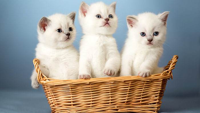 Три котенка в корзинке, фото фотография кошки