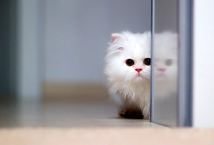 Персидский котенок прячется за углом двери, фото фотография