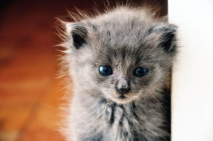 Маленький голубой котенок, фото фотография кошки