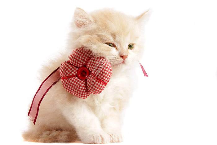 Кремовый котенок с большим бантом, фото фотография