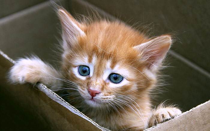 Рыжий котенок в коробке, фото фотография