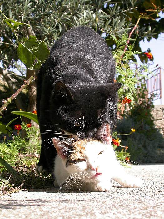 Вязки бездомных кошек на улице, фото фотография