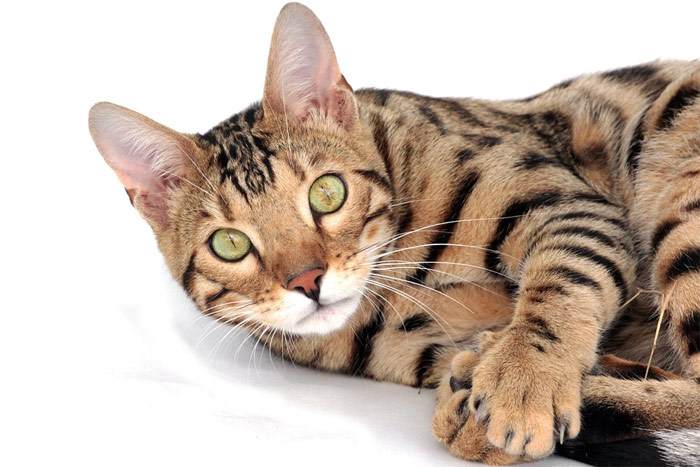 Бенгальская кошка, фото фотография породы кошки