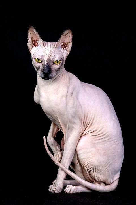 Донской сфинкс, фото фотография породы кошки