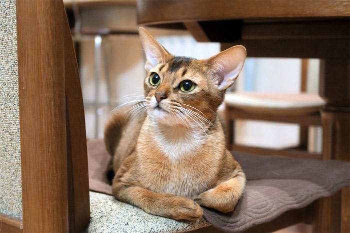 Абиссинская кошка, фото фотография породы кошки
