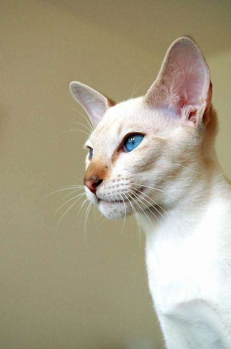 Сиамская кошка, фото фотография породы кошки