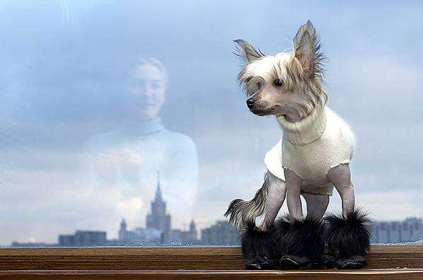 Китайская хохлатая собачка, фото породы собак фотография