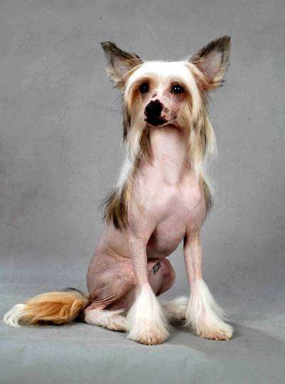 Китайская хохлатая собака, фото породы собак изображение
