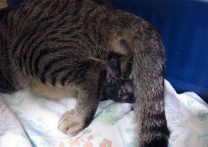 Рожающая кошка, кошка рожает, фото кошки фотография