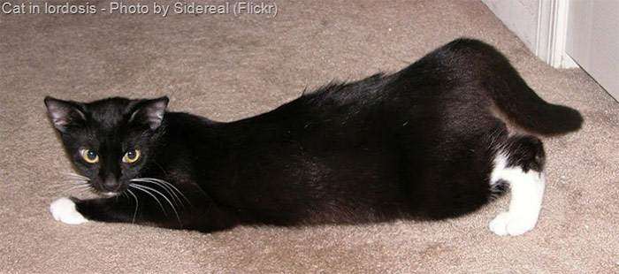 Характерная поза течной кошки, фото фотография