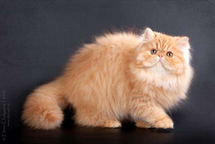 Красный персидский котик кот, фото фотография окрасы кошек