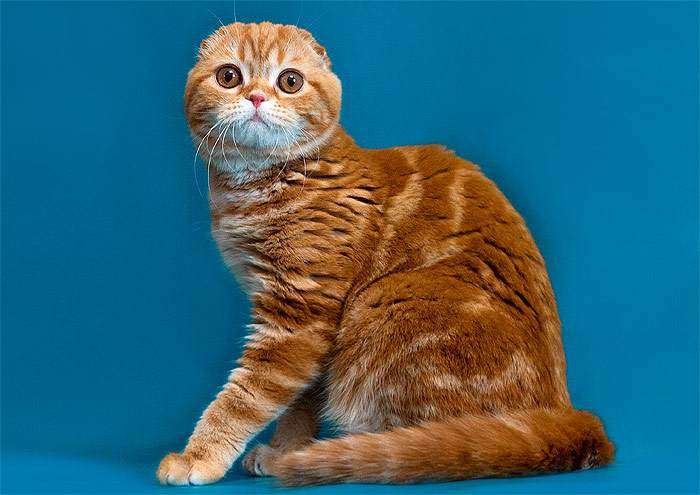 Кошка скоттиш-фолда рыжего (красного) окраса, фото фотография кошки