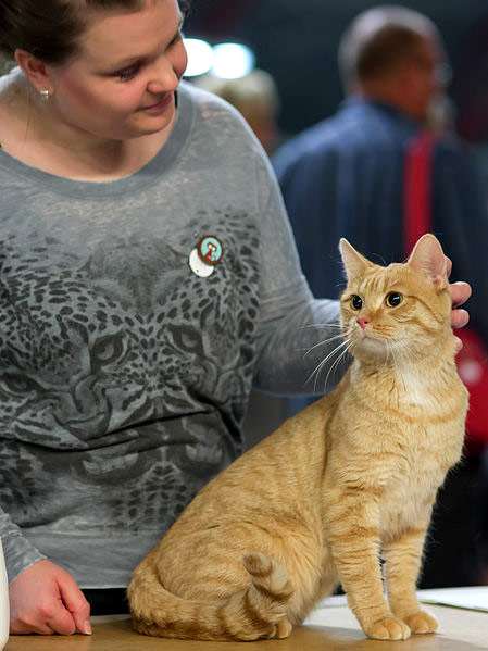 Европейская короткошерстная кошка (красного) окраса, фото фотография кошки