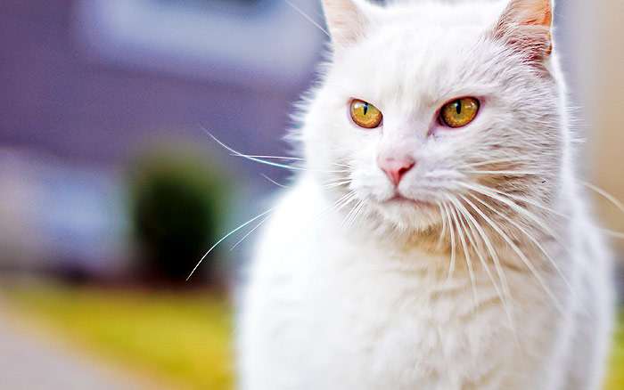 Кошка белого окраса, фото фотография кошки