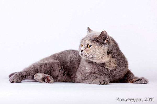 Британский кот, фото фотография кошки