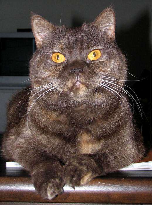 Британская короткошерстная кошка окраса шоколадная черепаха, фото фотография