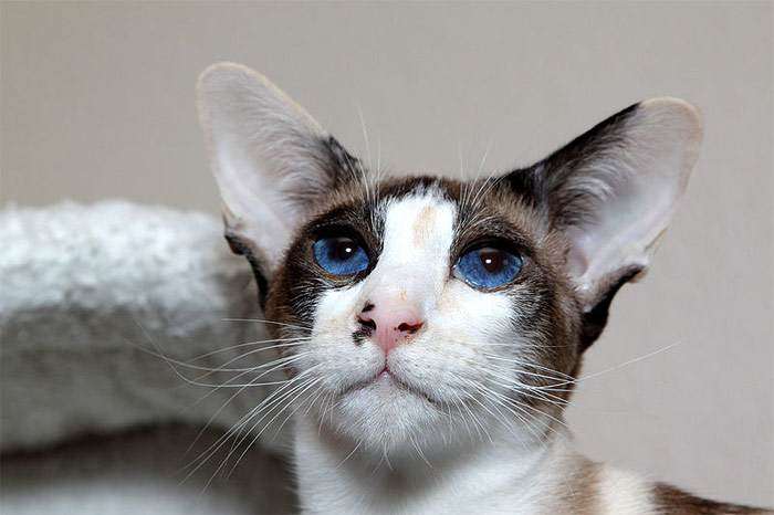 Сиамская кошка трехцветного (калико) окраса, фото фотография