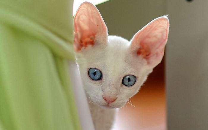 Белый котенок с голубыми глазами, фото фотография кошки