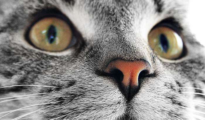 Кошка с желтыми глазами, фото фотография