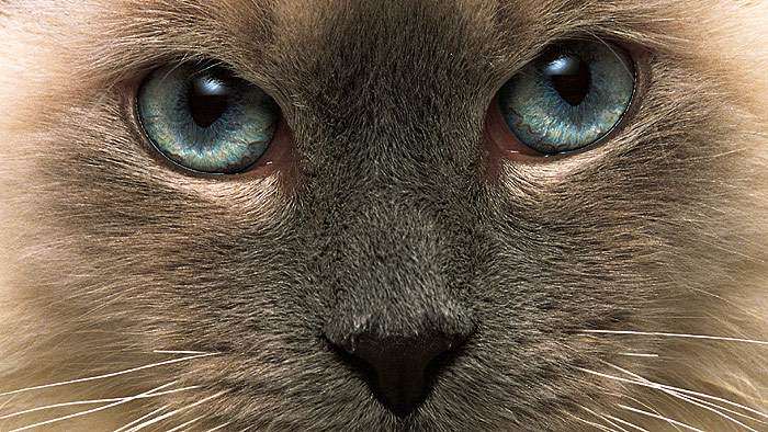 Кошка с голубыми глазами, фото фотография