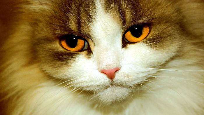 Кошка с оранжевыми глазами, фото фотография