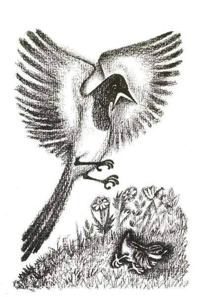 Сорока схватила птенчика, рисунок иллюстрация