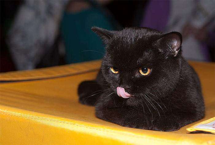 Черная британская короткошерстная кошка, фото фотография