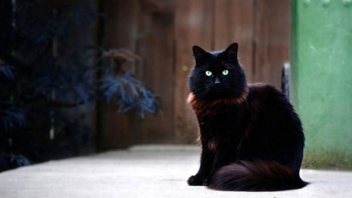 Черная длинношерстная кошка с зелеными глазами, фото фотография