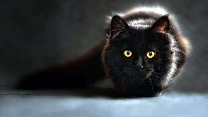 Черная кошка с желтыми глазами, фото фотография
